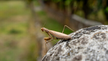praying mantis lurks from a stone in the middle of a garden