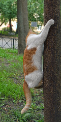 Funny young fluffy cat climbs tree