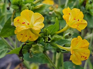 yellow flowers in the garden