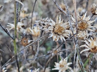 thistle in the snow,dry flowers