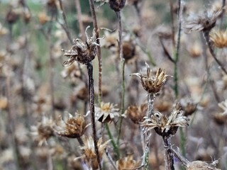 dry flowers