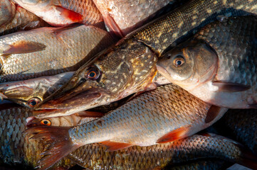 Lots of different fish caught in the boat. Fishing on the river in a boat, a big catch of fishermen. Fishing with spinning and nets, a male hobby. Commercial fishing.