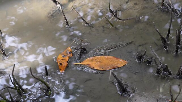 Blue-spotted mudskipper or Boddart's goggle-eyed goby - Boleophthalmus boddarti on the muddy ground in brackish water in that area located in the mangrove ecosystem of Samut Songkhram Thailand.