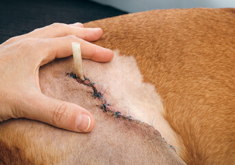 Close up dog with stitches and drain examined by veterinarian or owner. Large dog wound with 15...