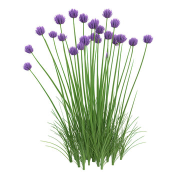 A vibrant cluster of purple chive flowers, beautifully arranged among fresh green grass, ideal for garden and nature themes., isolated on a transparent background.