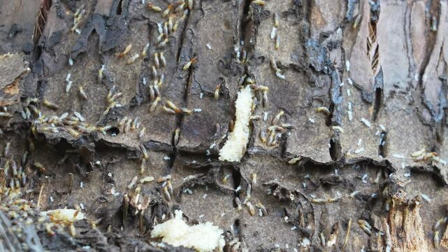 Coconut tree termite nest that was dismantled, showing nest structure and termite of all ages swarm migration.	