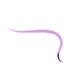 Traponema Palladium Bacteria 