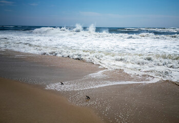 View of large waves crashing off the coast of Long Island with plover birds on the shore