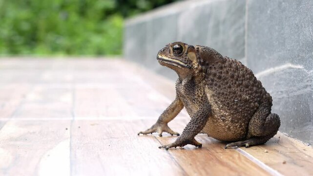 Fat Asian common toad or Black-spined toad - Duttaphrynus melanostictus at around the house on the tile floor porch that Stay still and breathe fast.