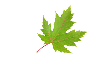 Green maple leaf isolated on white. Free space for text.