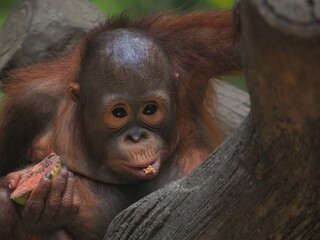 potrait cute baby orangutan eating a slice of fruit in a lush green environment. Orangutans are highly intelligent primates native to the rainforests of Borneo and Sumatra, 15 September 2024 Indonesia © Adi