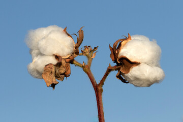 Cotton bolls ripe to harvest in the beginning of September