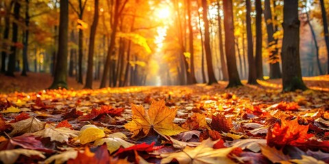 Vibrant autumn leaves on the ground in a dense forest