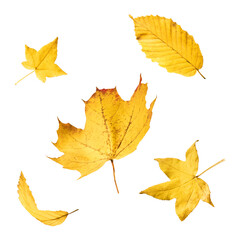 Beautiful bright colorful autumn  leaves falling in the air isolated on white background. Zero gravity or levitation autumn conception. High resolution image.