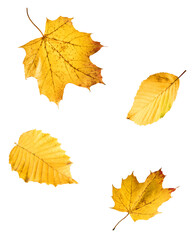 Beautiful bright colorful autumn  leaves falling in the air isolated on white background. Zero gravity or levitation autumn conception. High resolution image.