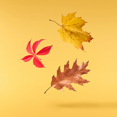 Beautiful bright colorful autumn  leaves falling in the air isolated on yellow background. Zero gravity or levitation autumn conception. High resolution image.