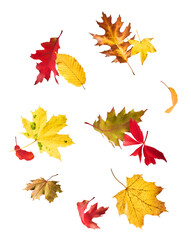 Beautiful bright colorful autumn  leaves falling in the air isolated on white background. Zero gravity or levitation autumn conception. High resolution image.