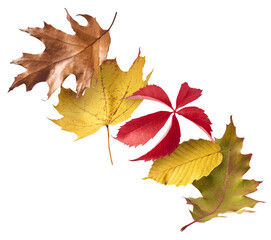 Beautiful bright colorful autumn  leaves falling in the air isolated on white background. Zero gravity or levitation autumn conception. High resolution image.