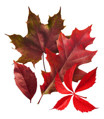 Fototapeta premium Beautiful bright colorful autumn leaves falling in the air isolated on white background. Zero gravity or levitation autumn conception. High resolution image.