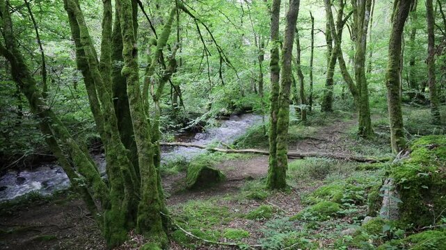 Cours d'eau du Caillot, au milieu d'une for&ecirc;t dans le Morvan en Bourgogne, calme, zen et paisible