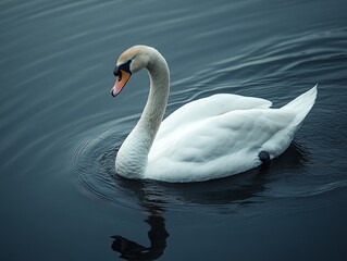 Naklejka premium A graceful white swan floating peacefully on calm blue water, captured in a serene and tranquil moment, embodying purity, beauty, and the gracefulness of nature.