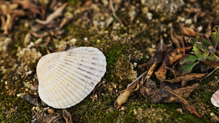 golf ball on the grass