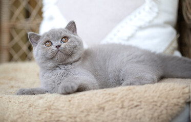 Obraz premium Edle Luxus Katze , imposant Britisch Kurzhaar und Langhaar