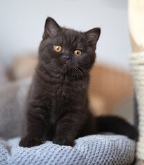 Edle Luxus Katze , imposant Britisch Kurzhaar und Langhaar