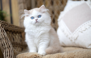 Imposanter BLH Baby Kater mit blauen Augen- Rarität