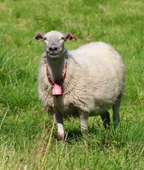 sheep in a field
