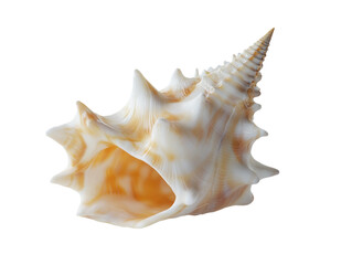 Open white seashell isolated on a white background, showing detailed texture.  PNG transparent.
