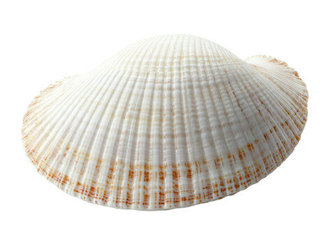 Open white seashell isolated on a white background, showing detailed texture.  PNG transparent.