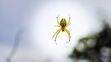 spider in the garden
