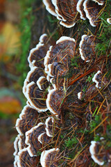 Turkey Tail mushrooms growing on a dead tree trunk, Hamsterley forest, Counry Durham, England, UK.