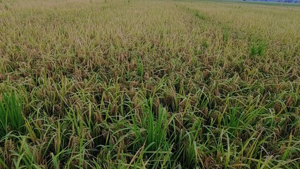 green wheat field