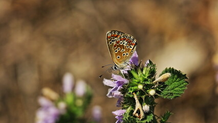 butterfly on a flower