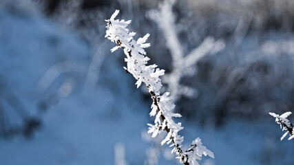 frost on branches