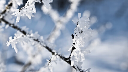 frost on branches