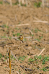 Yellowhammer (Emberiza citrinella) perched on a twig in a field