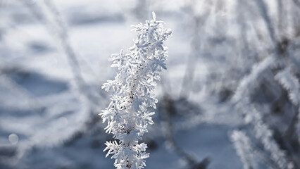 frost on branches