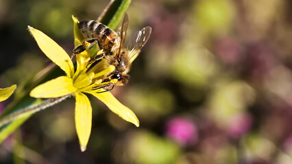 bee on yellow flower
