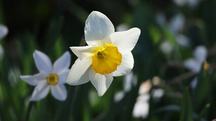 daffodils in spring