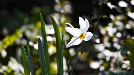 white spring flowers