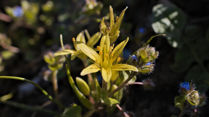 flower in the garden