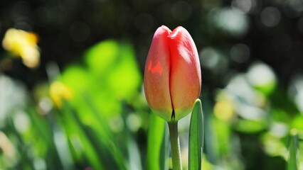 red tulips in the garden