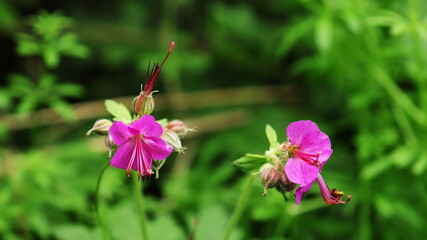 flowers in the garden
