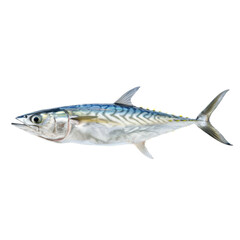 Fototapeta premium Freshly caught mackerel displayed on a transparent background, showcasing its shiny scales and sleek body