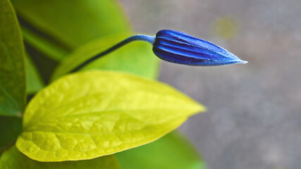 close up of a flower