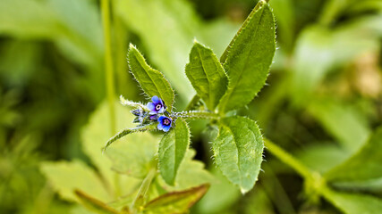 dragonfly on a flower