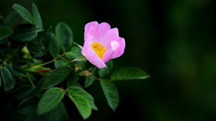 pink and white flower